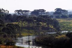 O Paraná concluiu a primeira fase do levantamento detalhado sobre quantidade e qualidade das florestas 