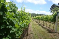 O objetivo da criação da Rota do Vinho é incentivar a produção no Paraná, desenvolver o turismo nas regiões produtoras